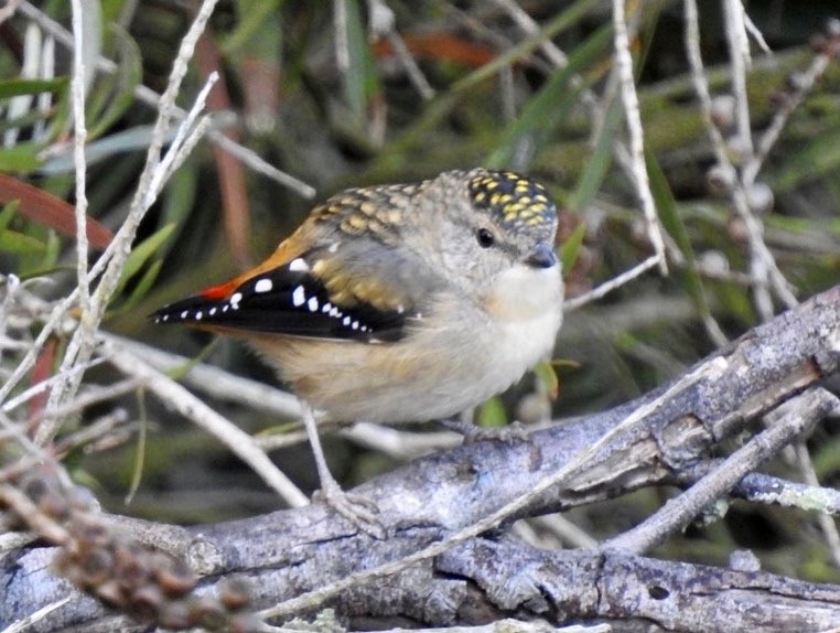 Spotted Pardalote - ML438105671