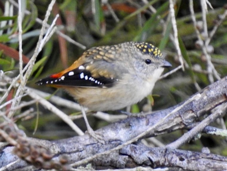 Spotted Pardalote - ML438105681