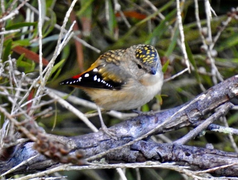 Spotted Pardalote - ML438105691