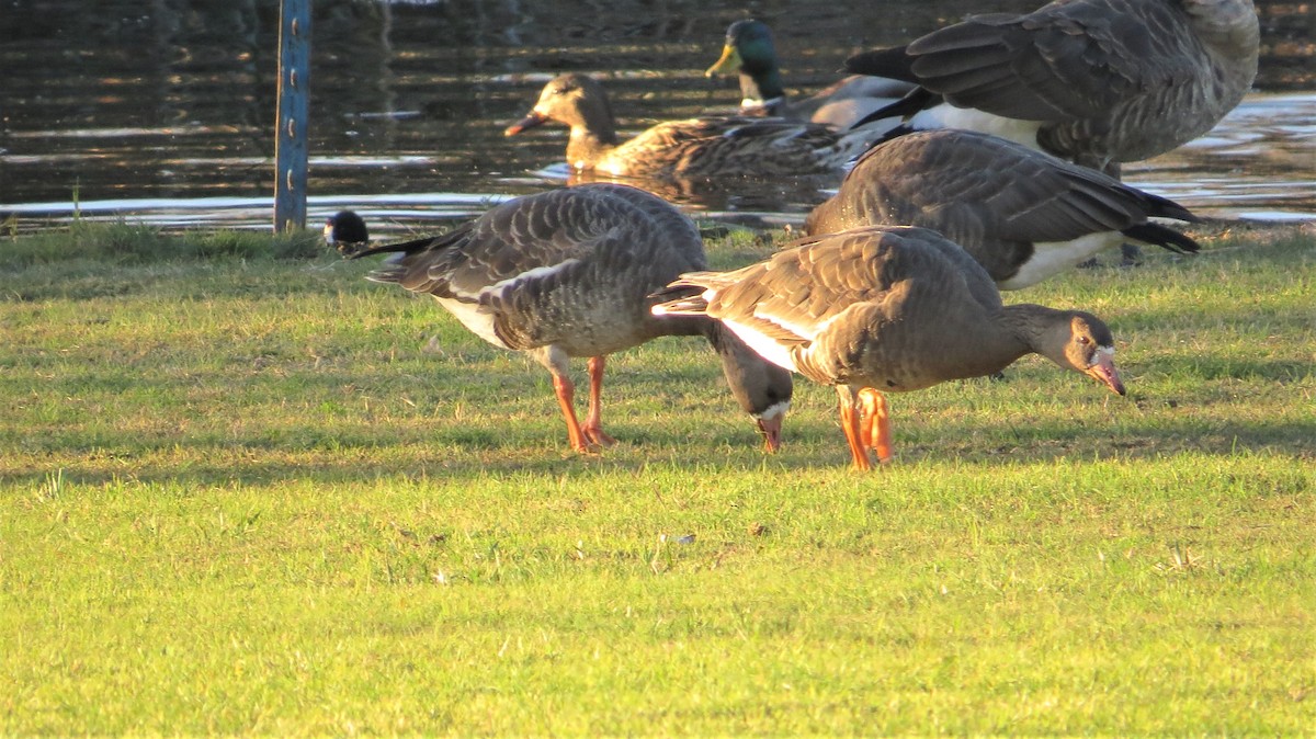Greater White-fronted Goose - ML43811051