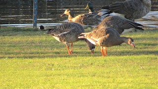 Greater White-fronted Goose, ML43811051