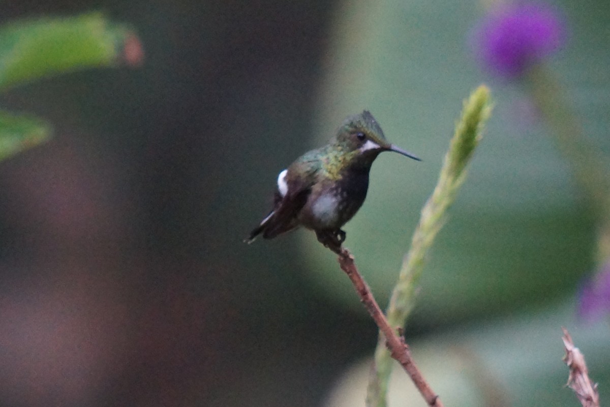 Wire-crested Thorntail - ML43811351