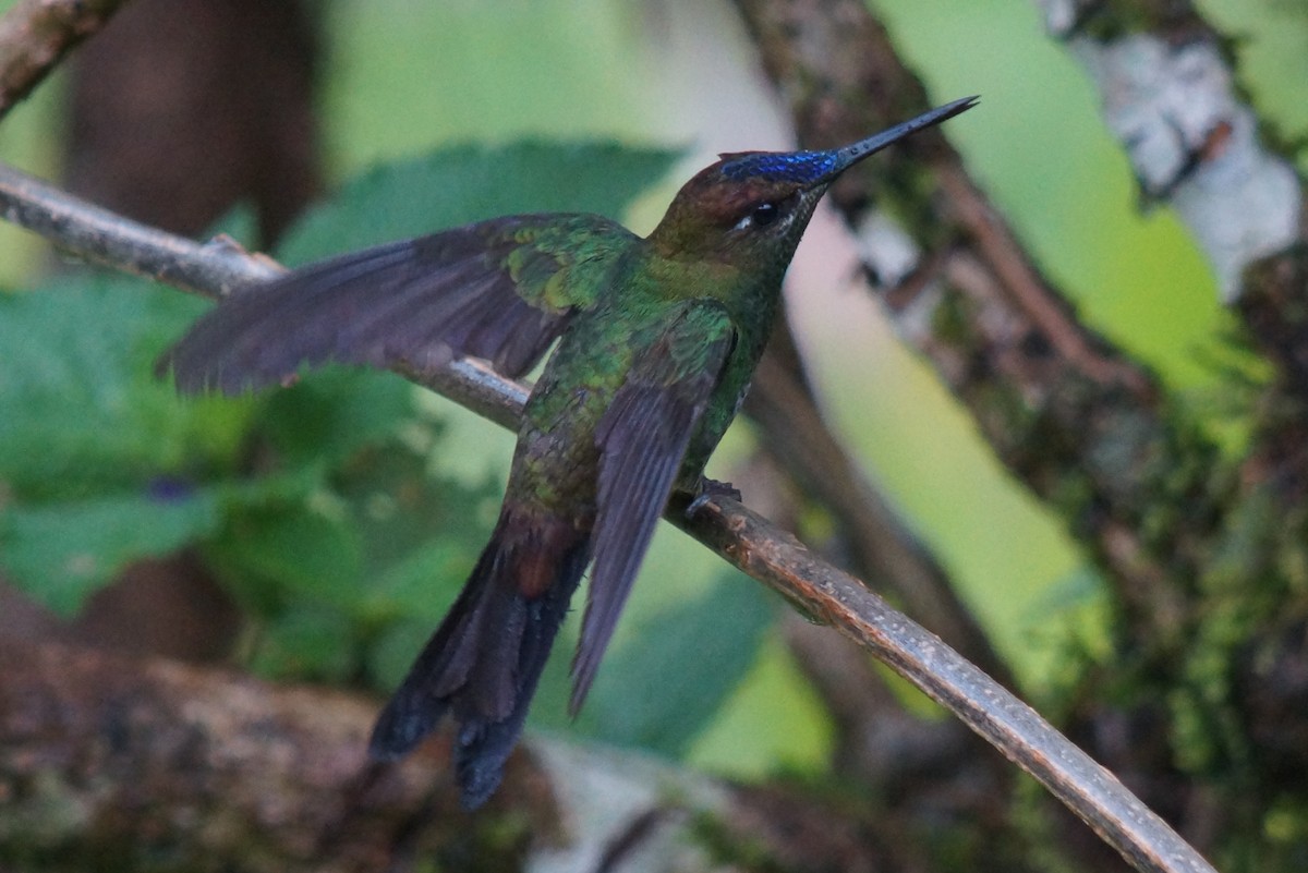 kolibřík fialovočelý - ML43811491