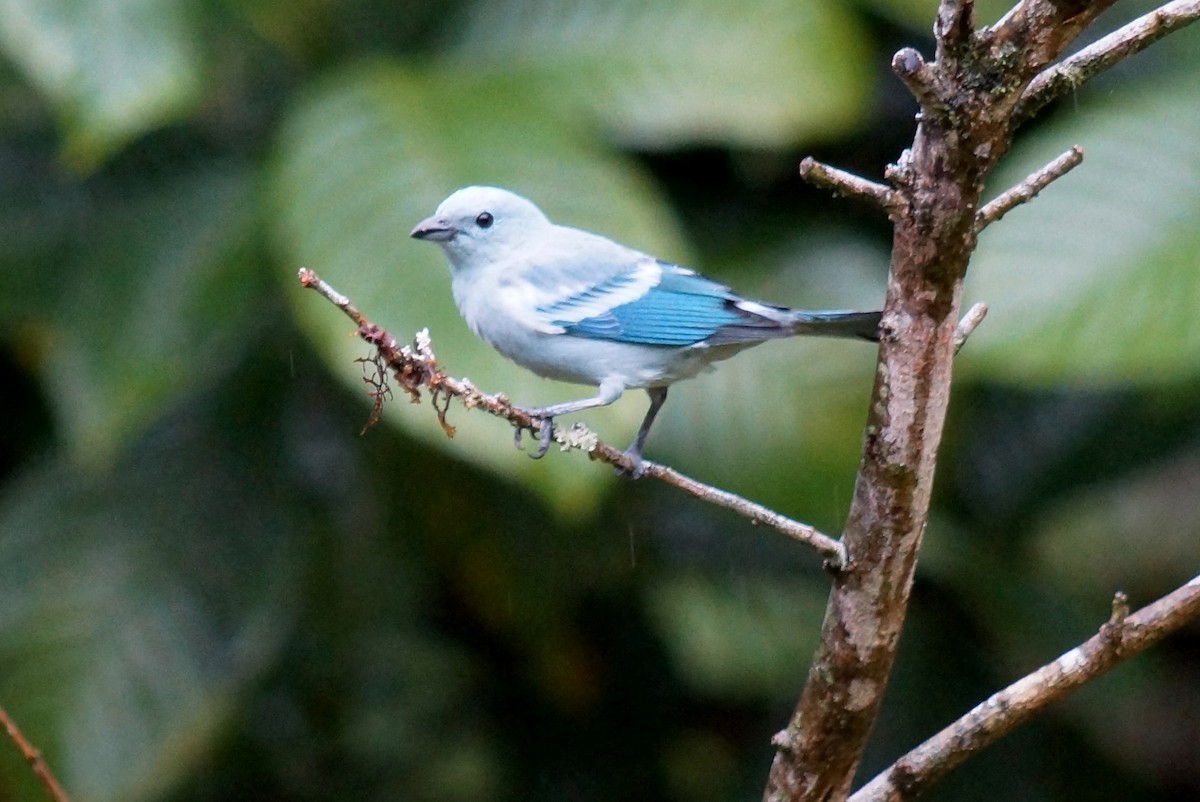 Blue-gray Tanager - Robin Oxley 🦉