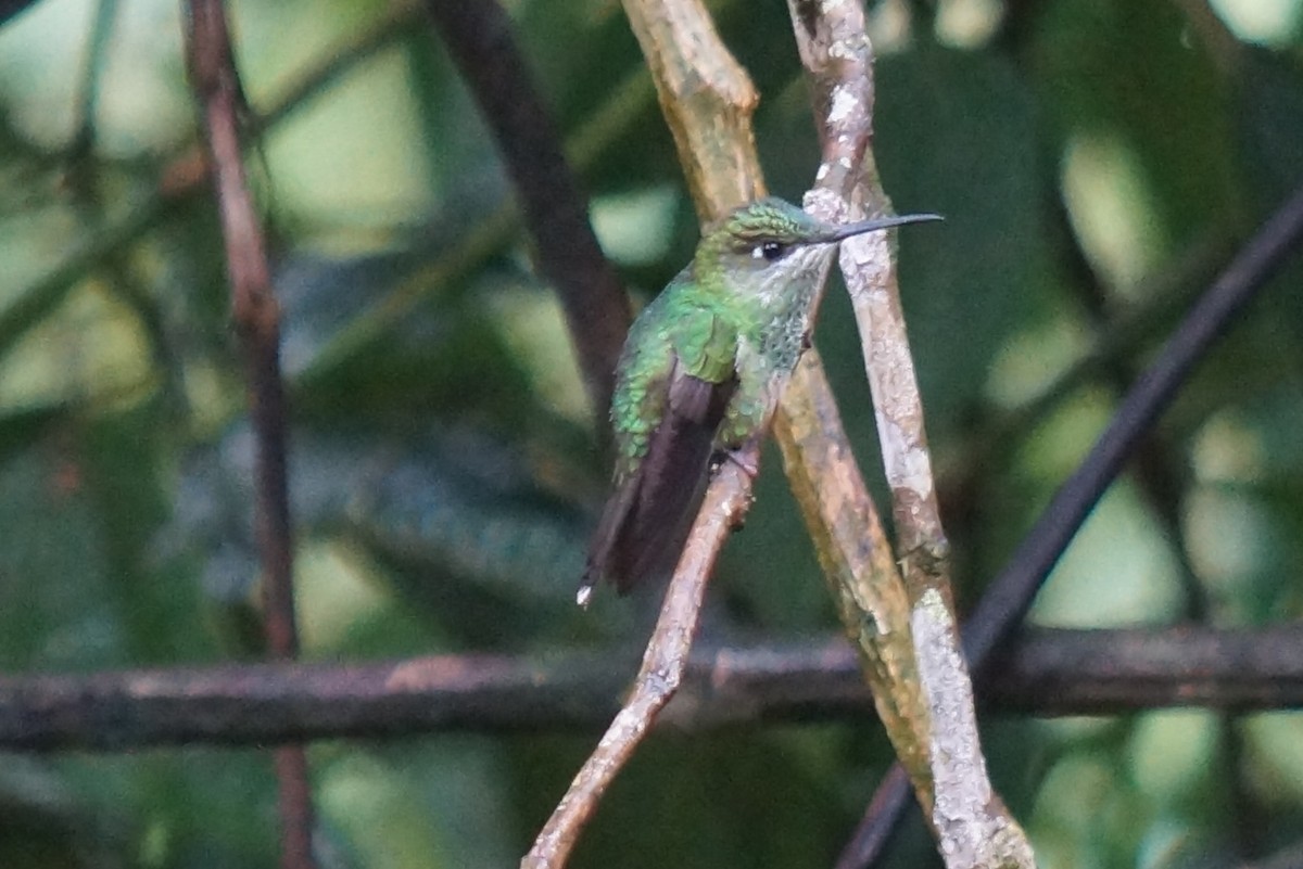 Many-spotted Hummingbird - ML43811811