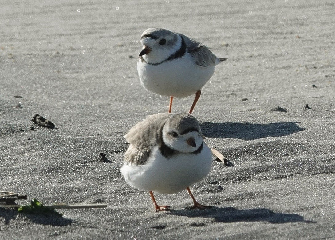 Piping Plover - Vince Elia