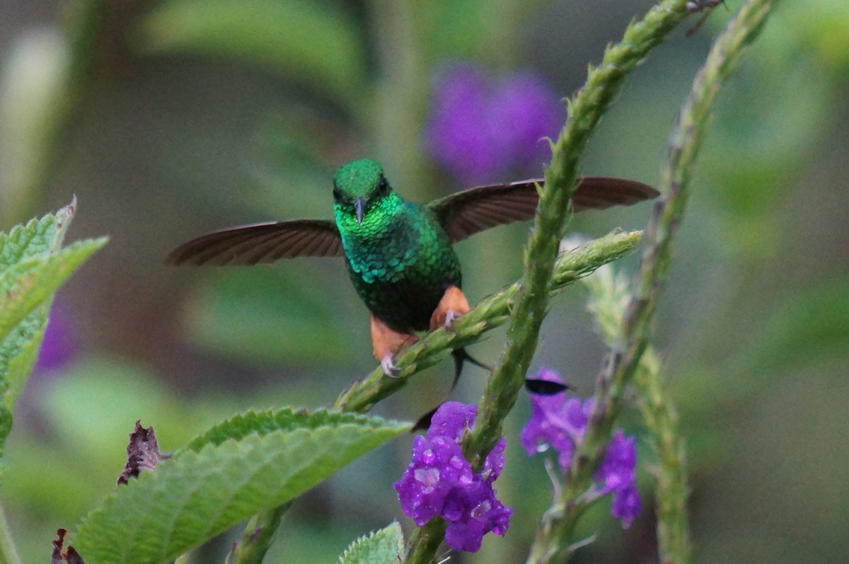 Rufous-booted Racket-tail - Robin Oxley 🦉