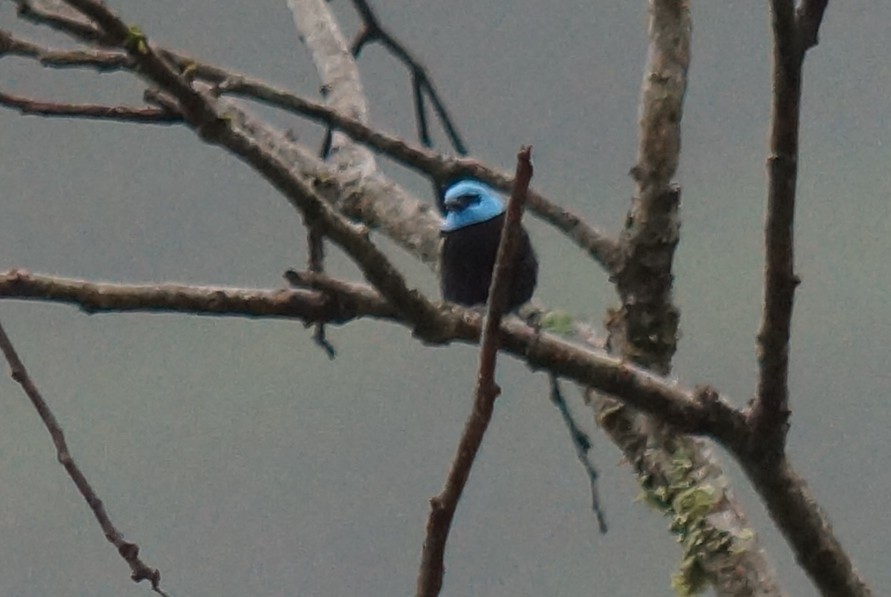 Blue-necked Tanager - Robin Oxley 🦉