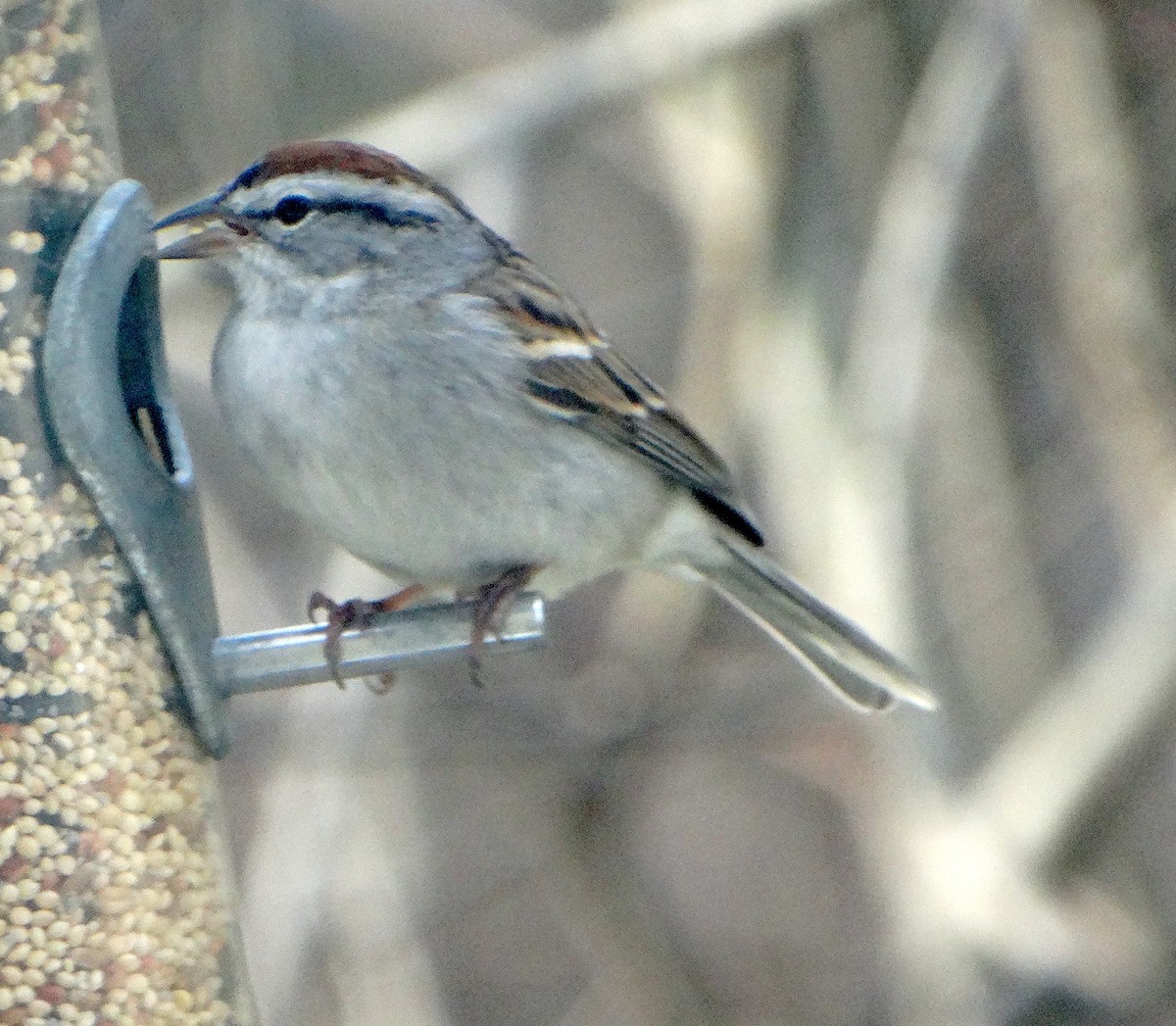 Chipping Sparrow - ML438121751