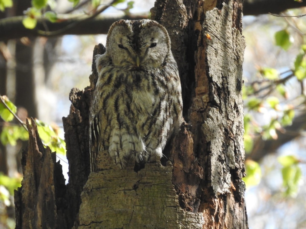 Tawny Owl - Vlastimil Serdahely
