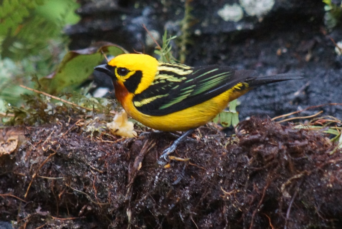 Golden Tanager - Robin Oxley 🦉