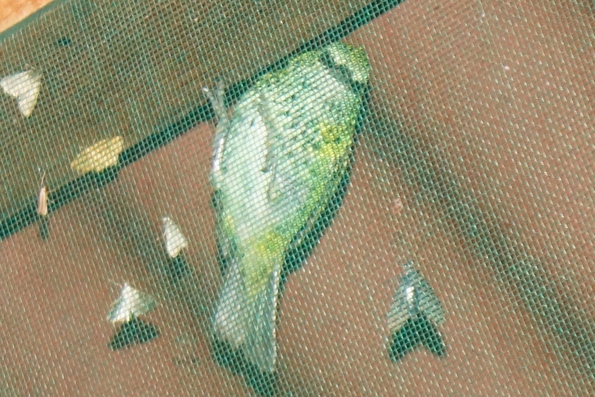 Spotted Tanager - ML43812631