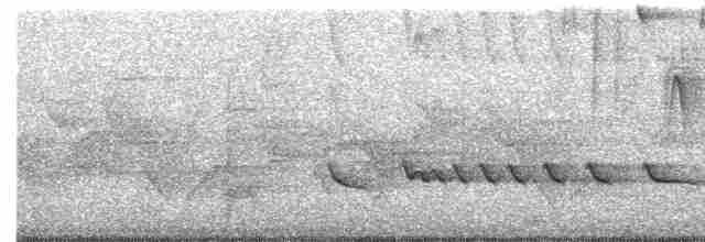 Белокрылый бекард - ML438128521