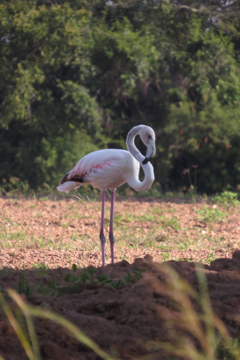 Greater Flamingo - Gabriel Jamie