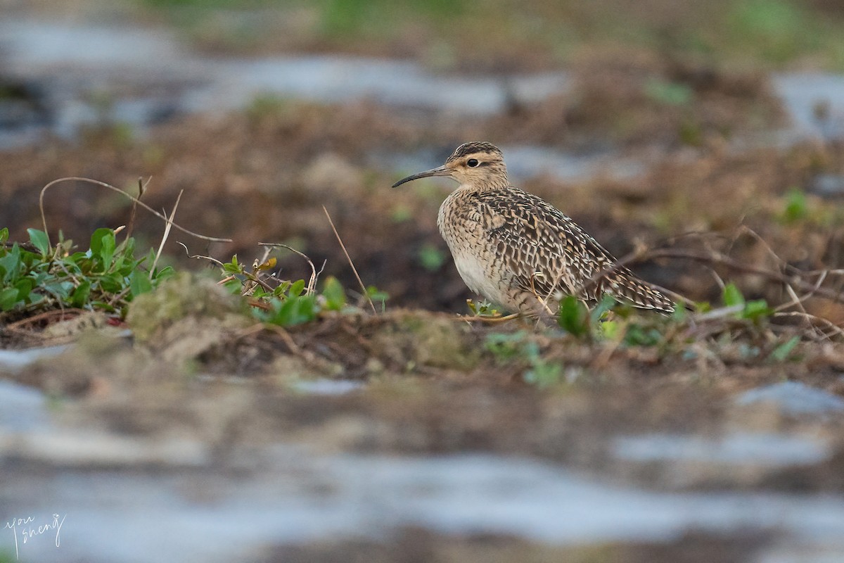 Little Curlew - You-Sheng Lin