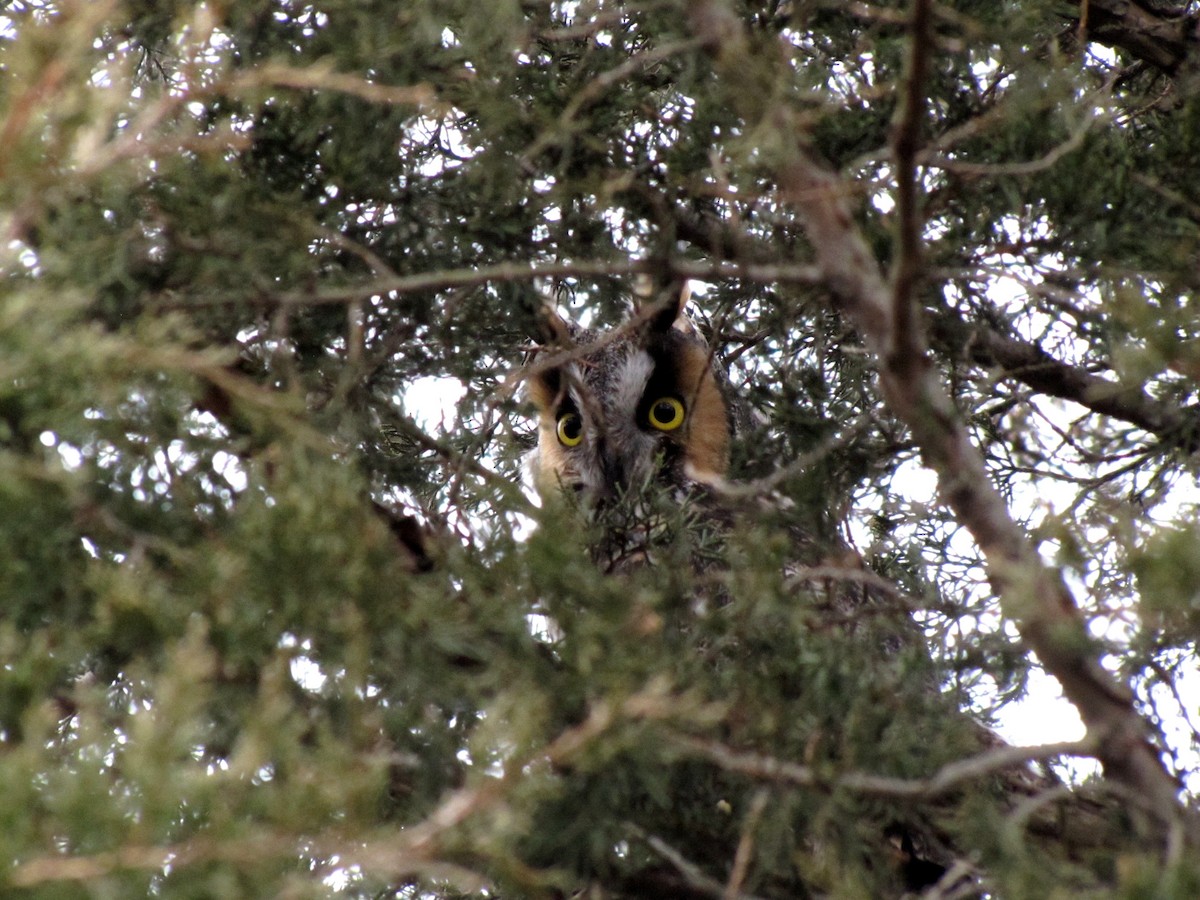 Long-eared Owl - Ken Hodonsky