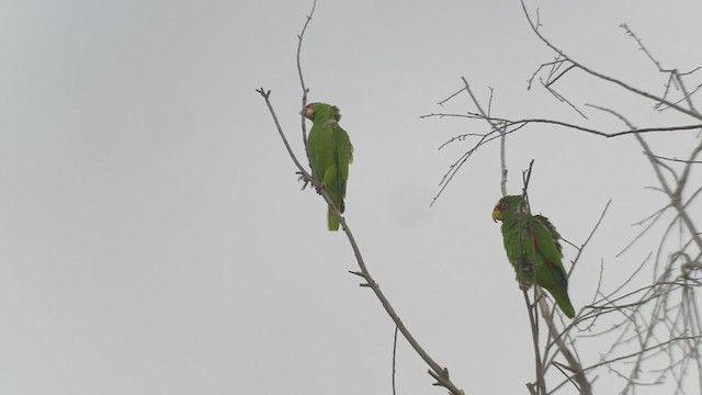 White-fronted Parrot - ML438148781
