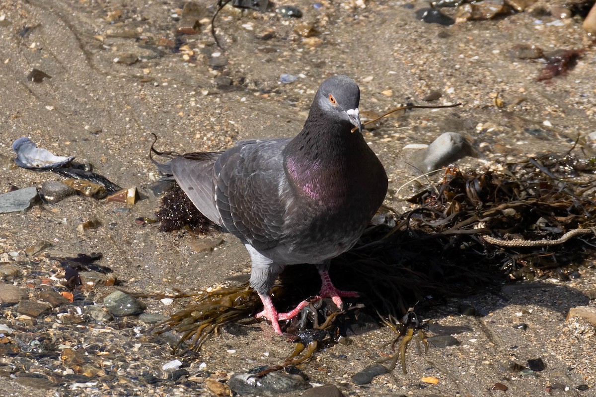 Rock Pigeon (Feral Pigeon) - ML438150781