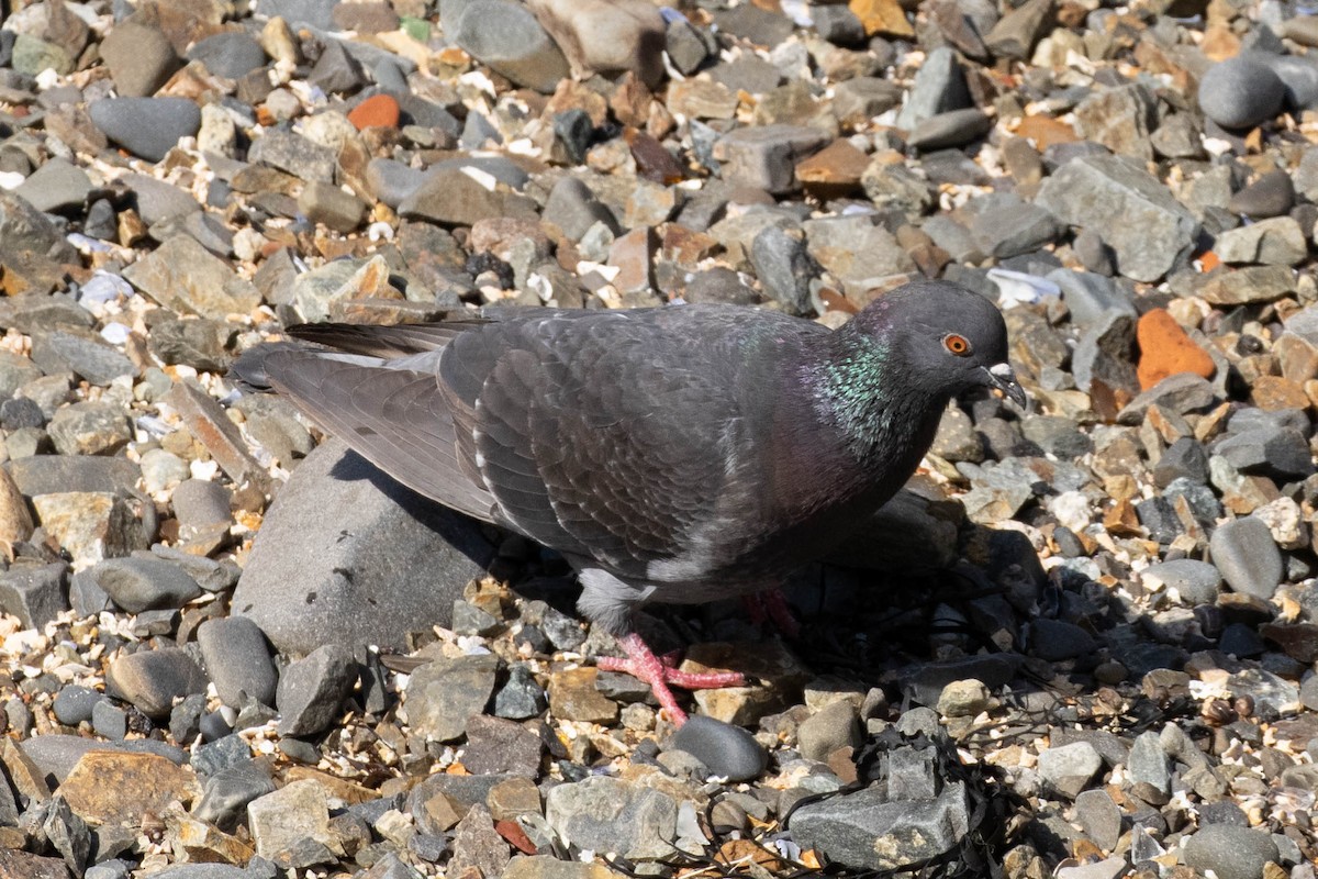 Rock Pigeon (Feral Pigeon) - Thomas Gonye