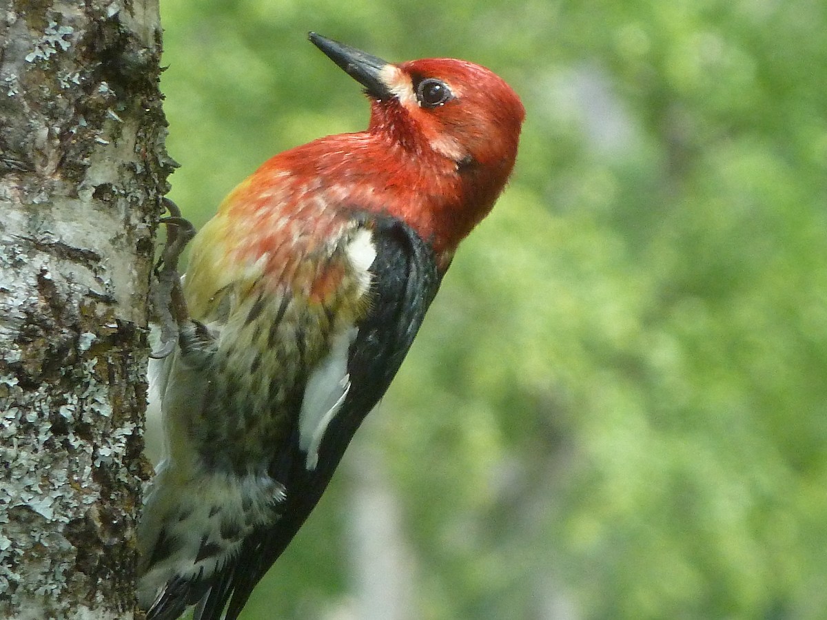 Red-breasted Sapsucker - ML43815151