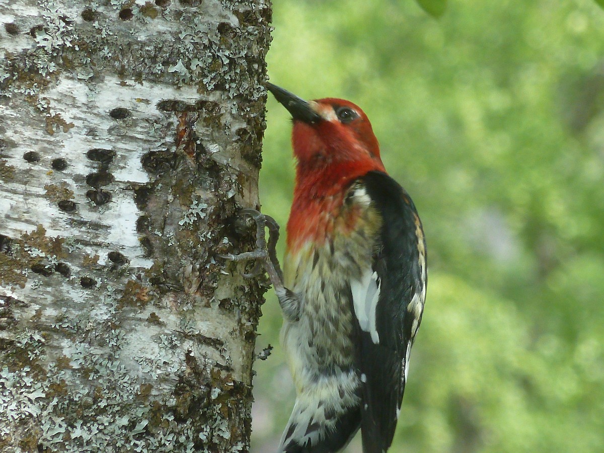 Red-breasted Sapsucker - ML43815161