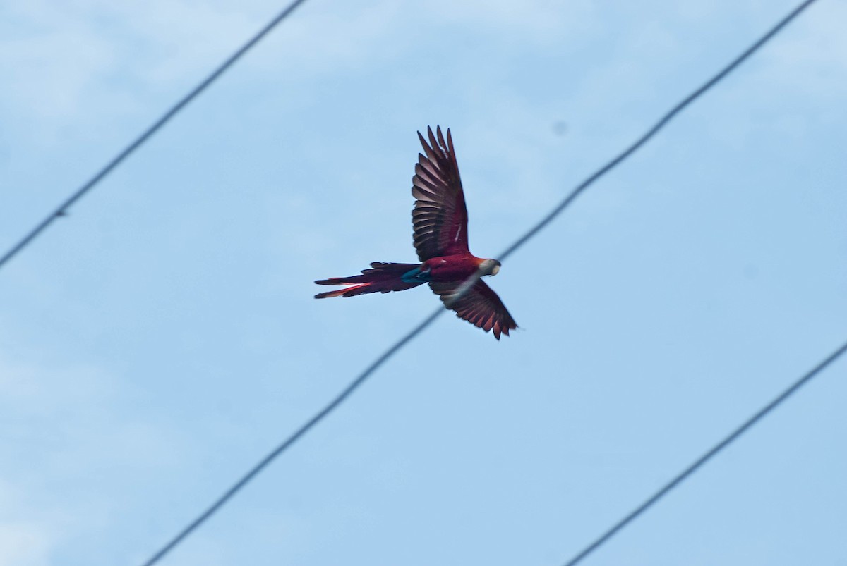 large macaw sp. - saul zerpa