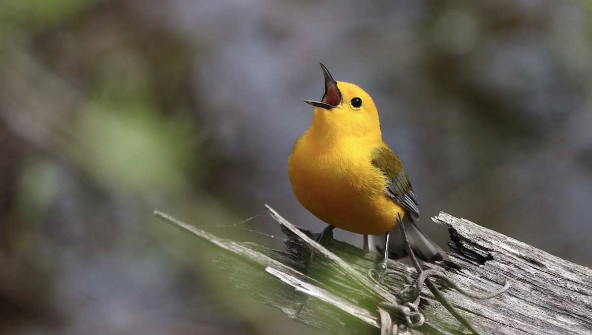 Prothonotary Warbler - ML438159401