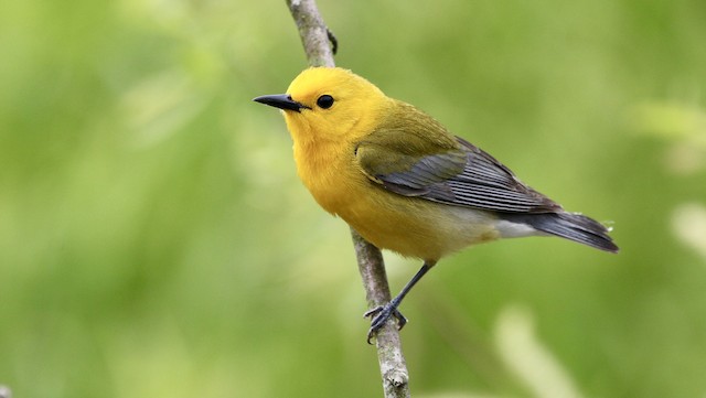 Prothonotary Warbler ML438159411
