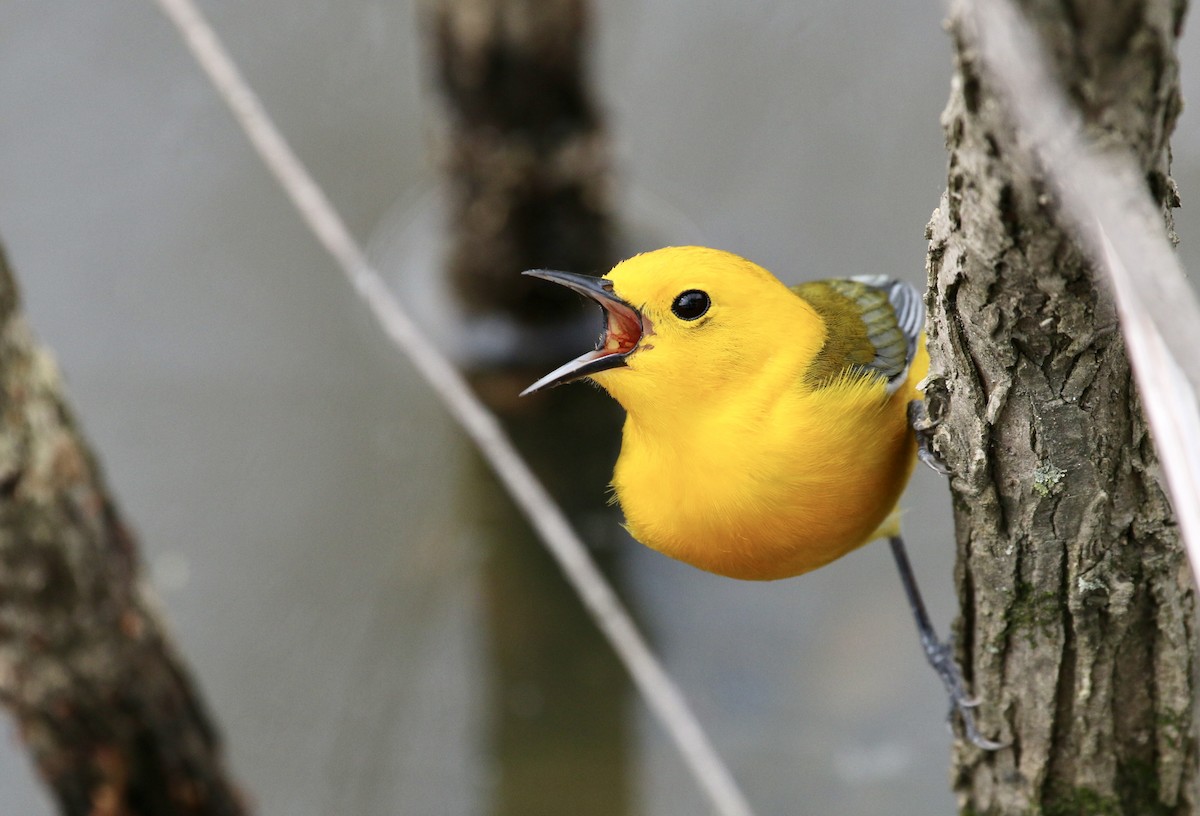 Prothonotary Warbler - ML438159431
