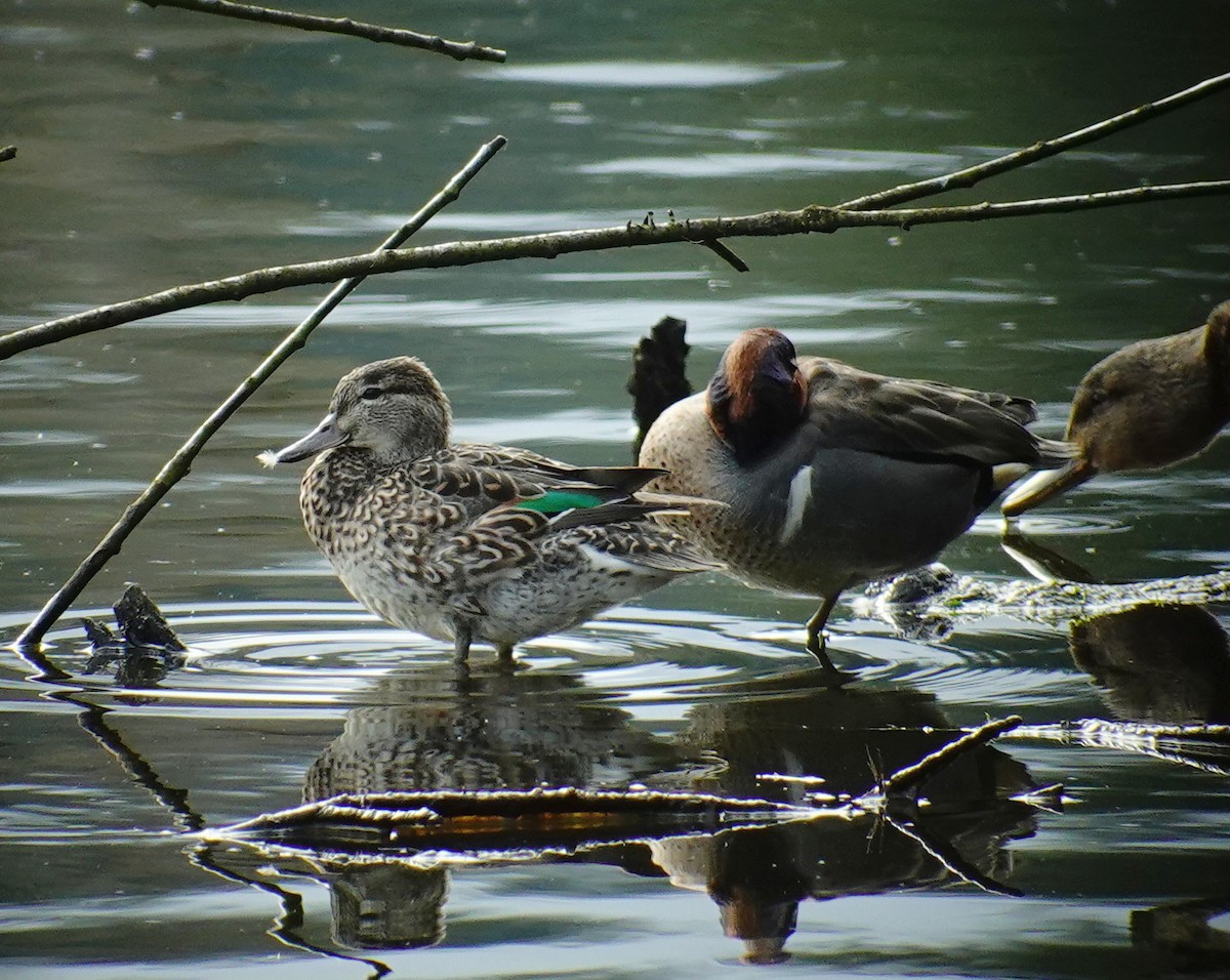 Green-winged Teal - ML438160471