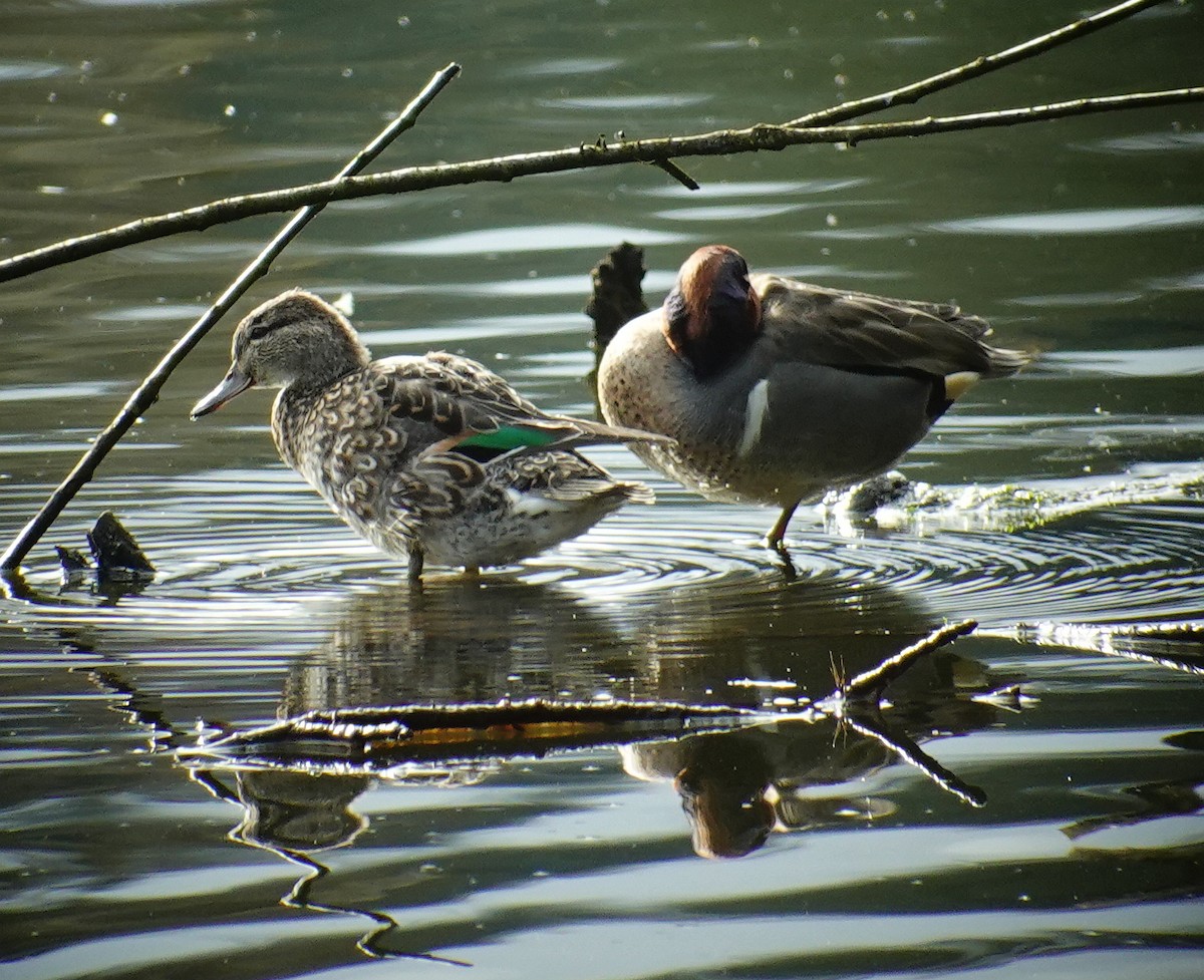 Green-winged Teal - ML438160571
