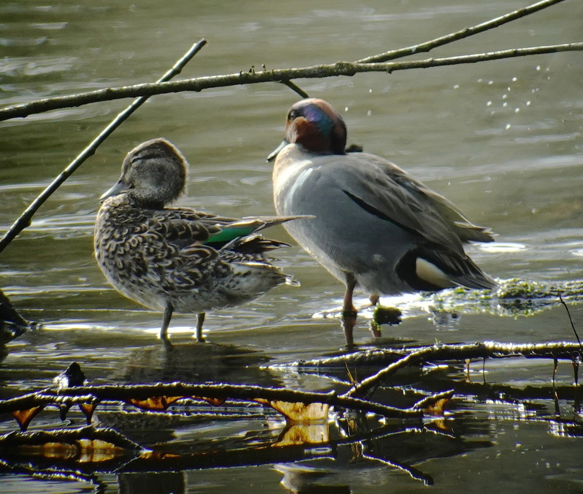 Green-winged Teal - ML438160631