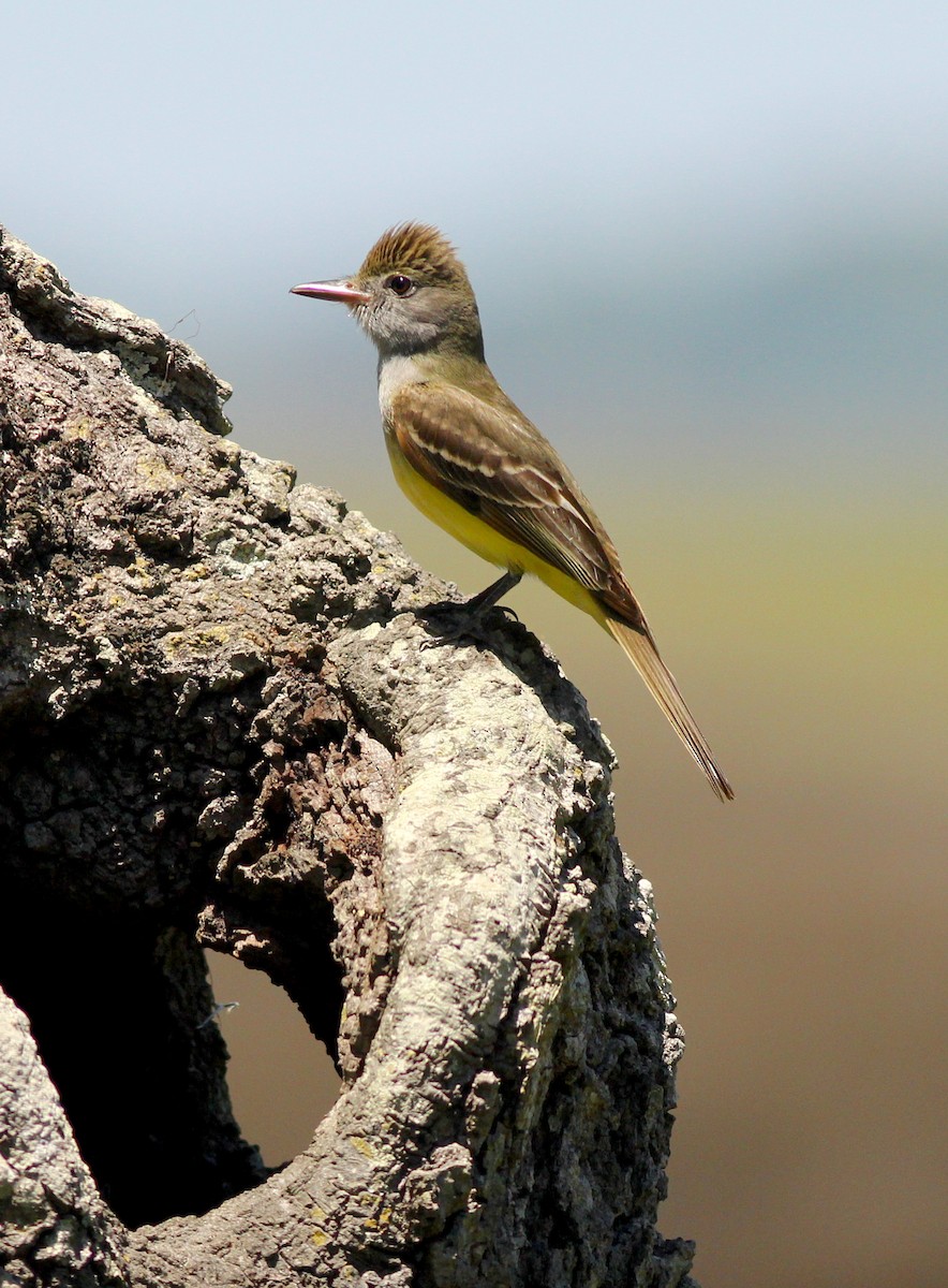 Great Crested Flycatcher - ML438161631