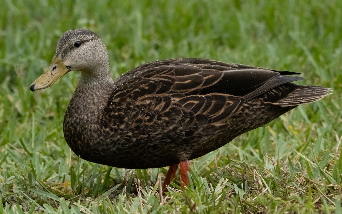 Mottled Duck - ML438161881