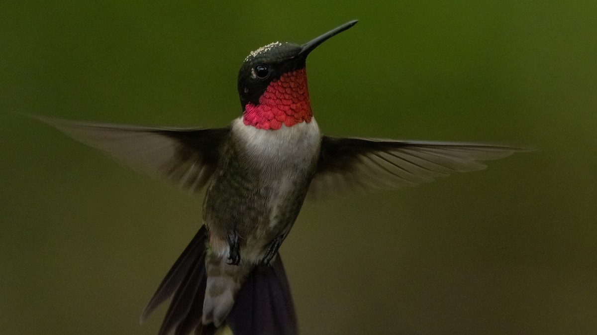 Ruby-throated Hummingbird - Liam Huber