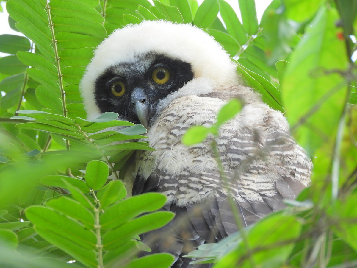 Spectacled Owl - ML438168151