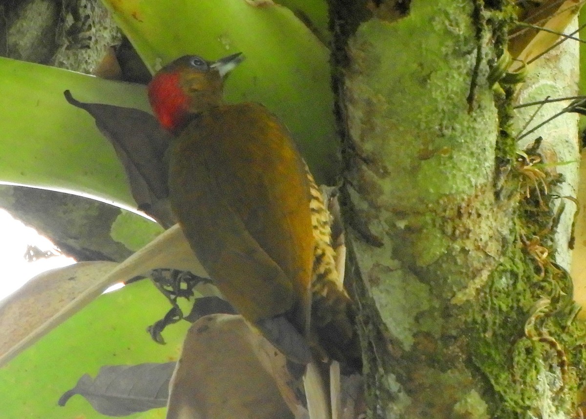 Rufous-winged Woodpecker - ML438168441