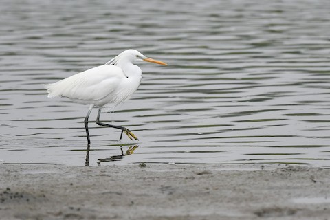 Chinese Egret - eBird