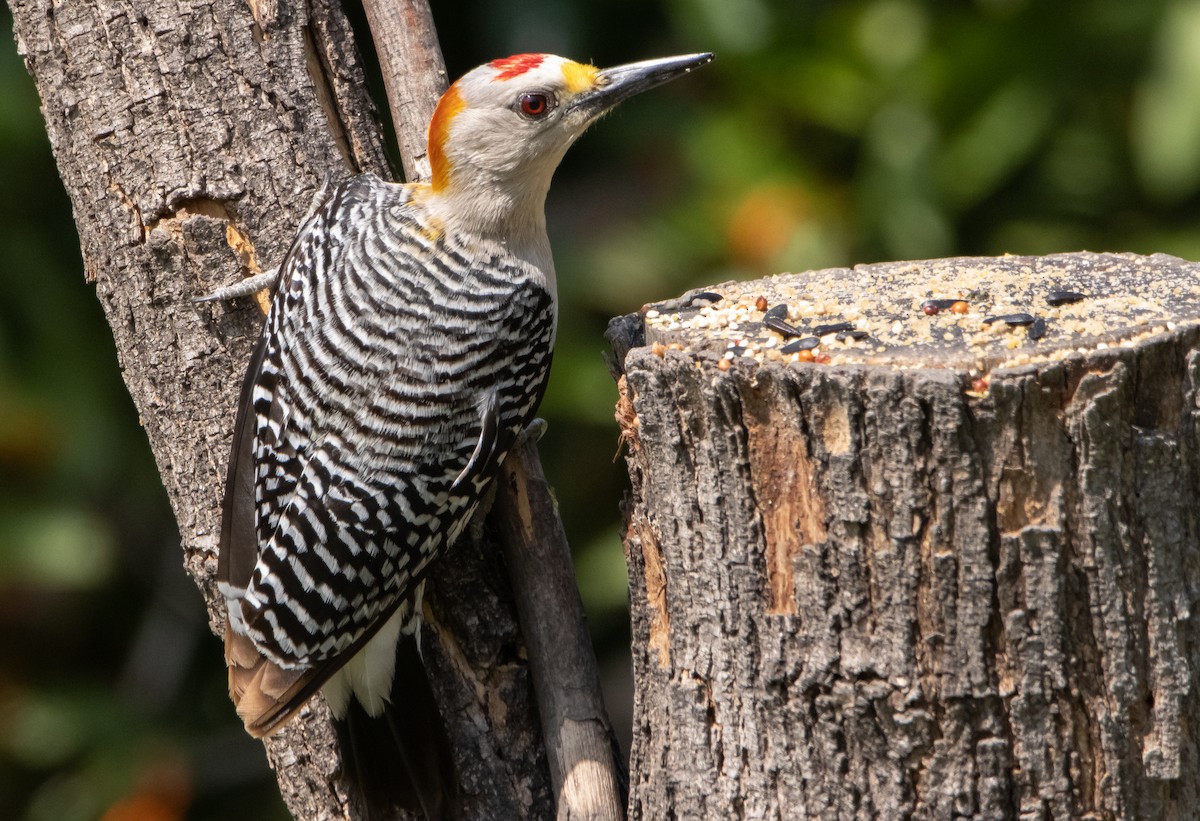 Golden-fronted Woodpecker - ML438170451