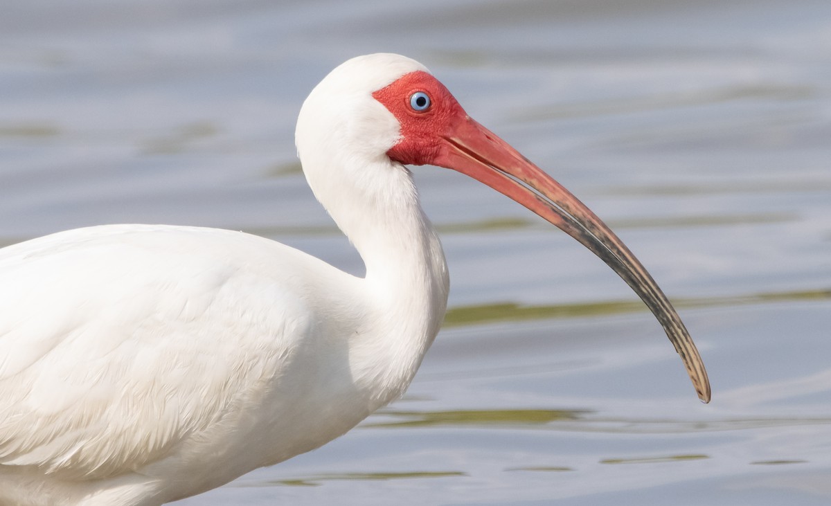 ibis bílý - ML438177241