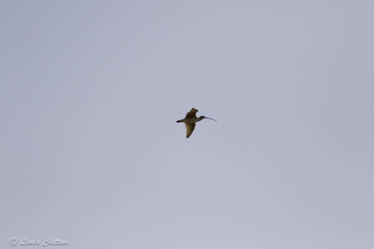 Long-billed Curlew - ML438179111