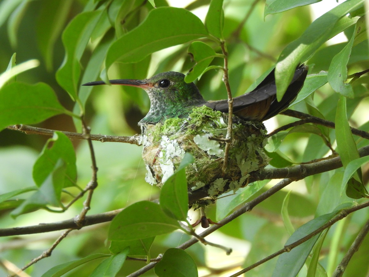 Rufous-tailed Hummingbird - ML438189691