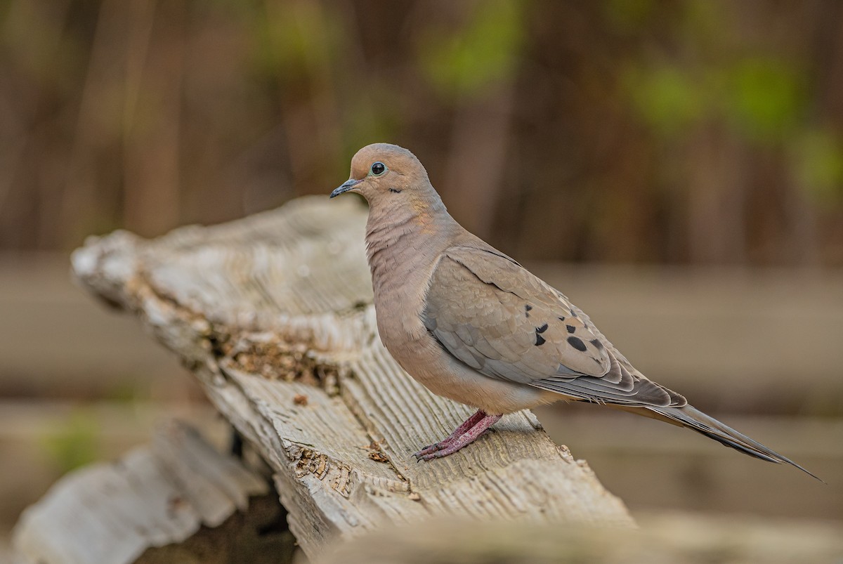 Mourning Dove - Sunny Zhang