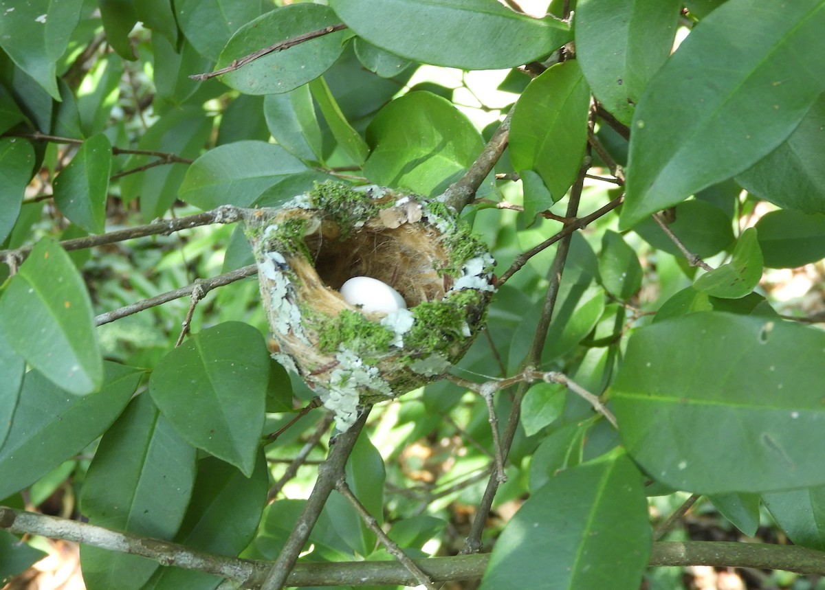 Rufous-tailed Hummingbird - ML438190261
