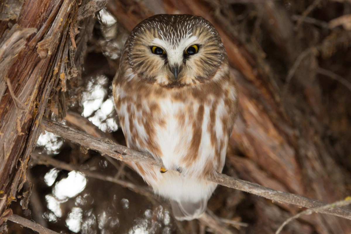 Northern Saw-whet Owl - Cary Gosselin