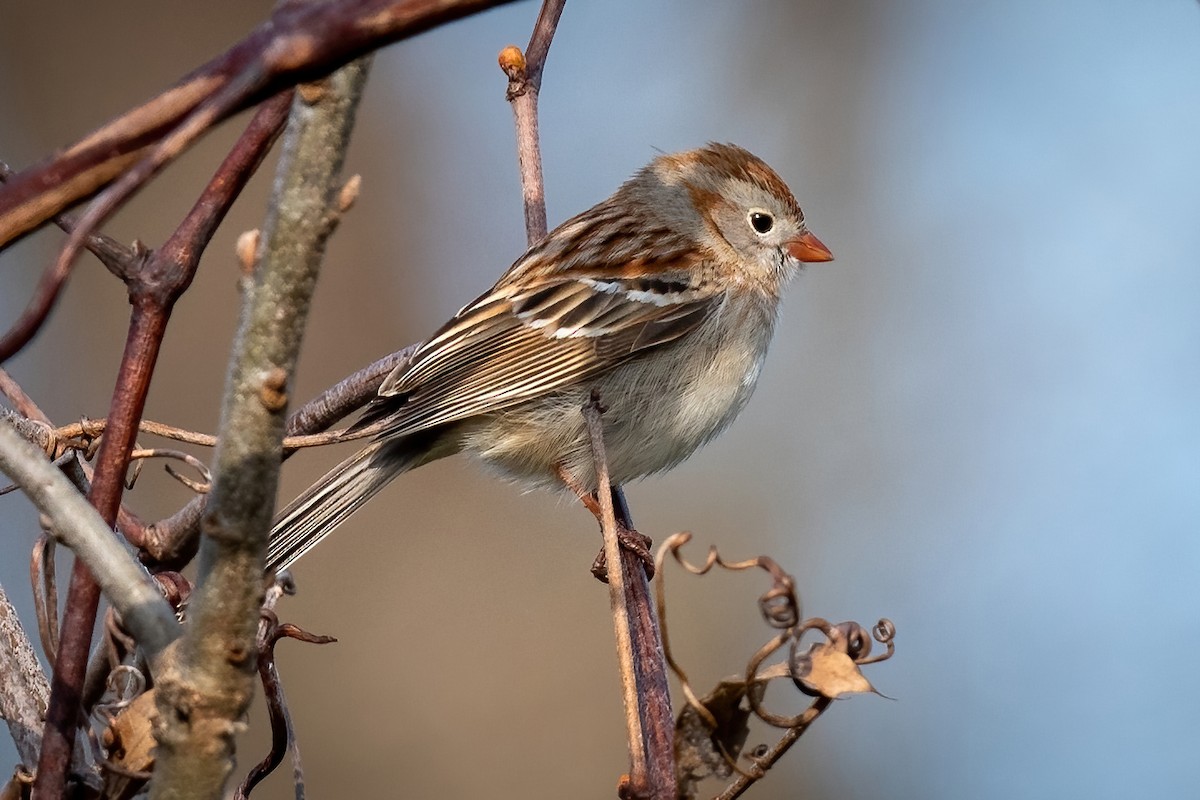 Field Sparrow - Mitchell Goldfarb