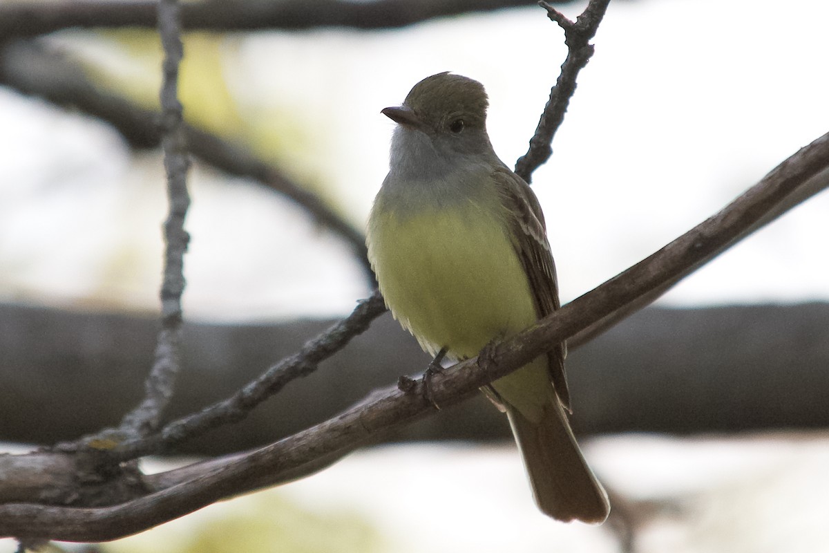 Great Crested Flycatcher - ML438222131