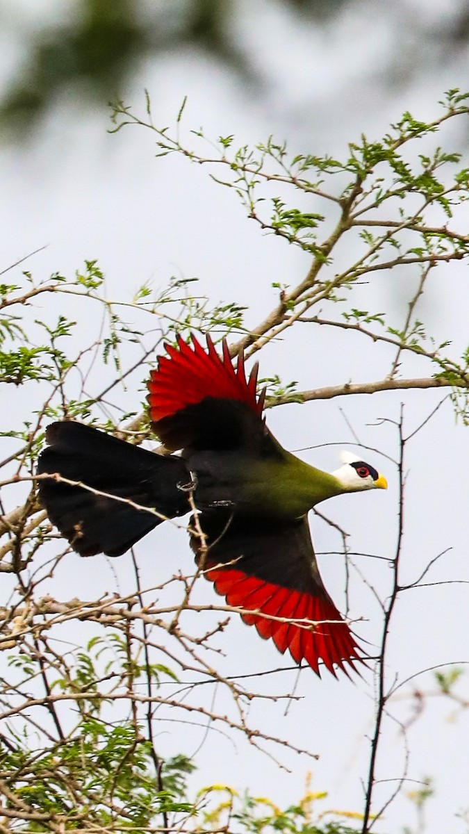 White-crested Turaco - ML438225441