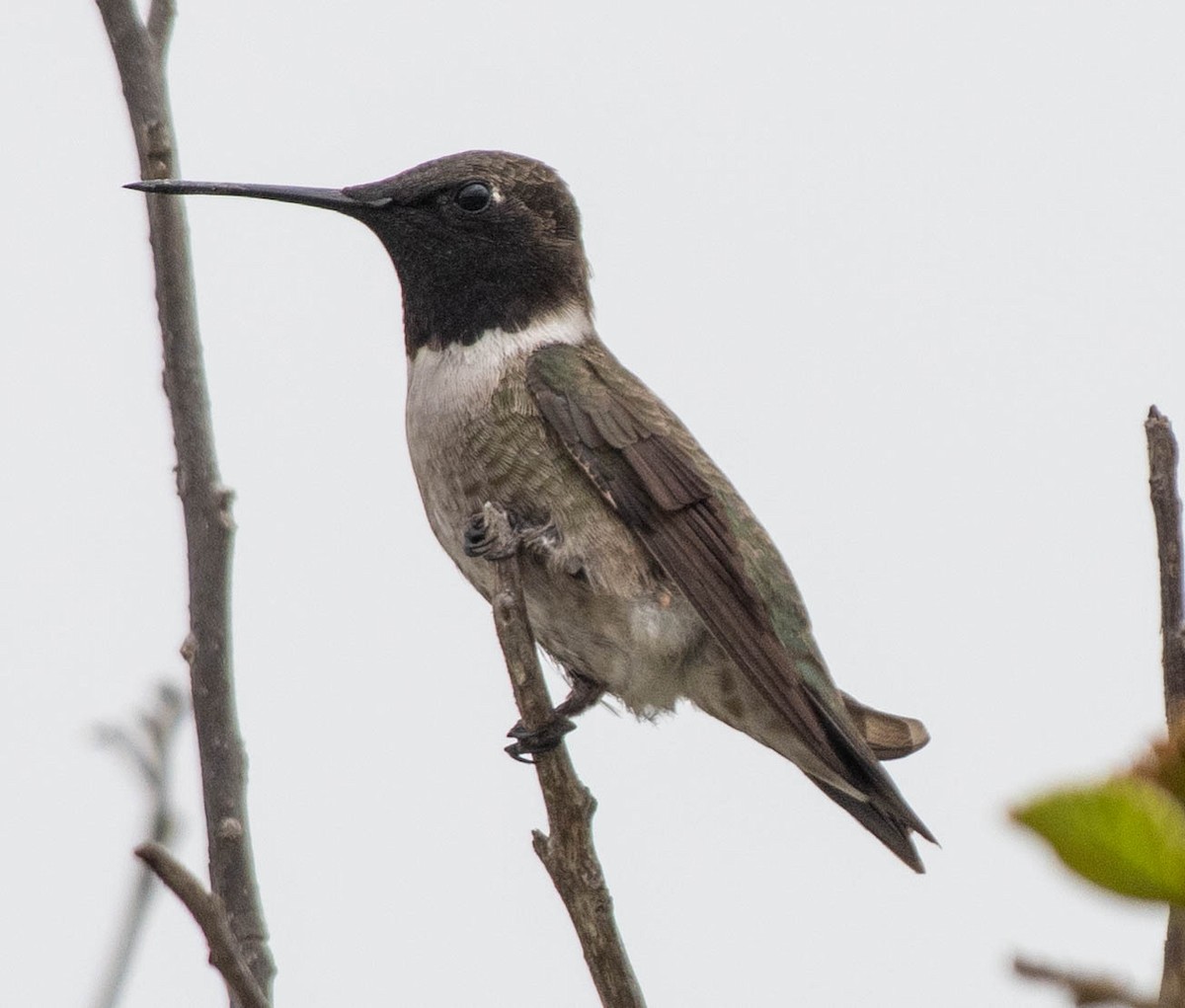 Black-chinned Hummingbird - Anne Tucker