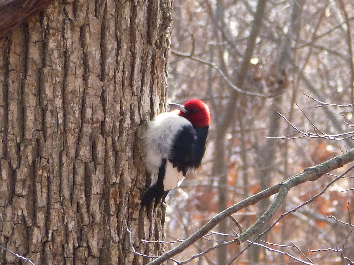 Red-headed Woodpecker - R Green